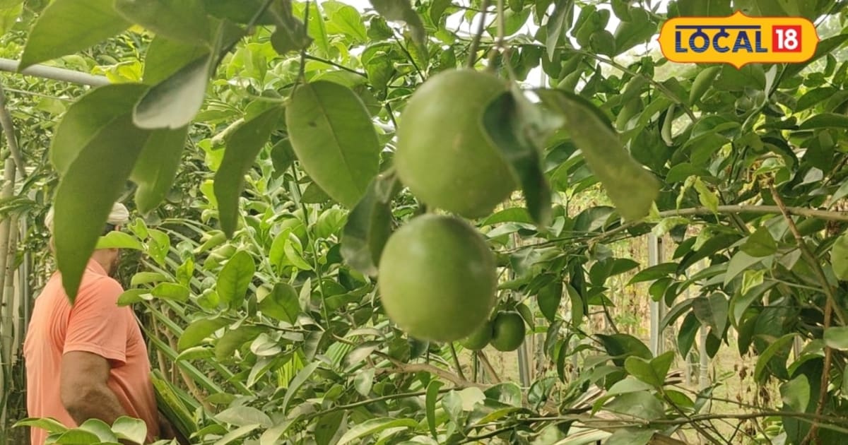 छपरा के किसान का अनोखा प्रयोग सफल: खेतों की मेड़ पर उगाई बेहतरीन मौसमी, मिला बंपर रिजल्ट