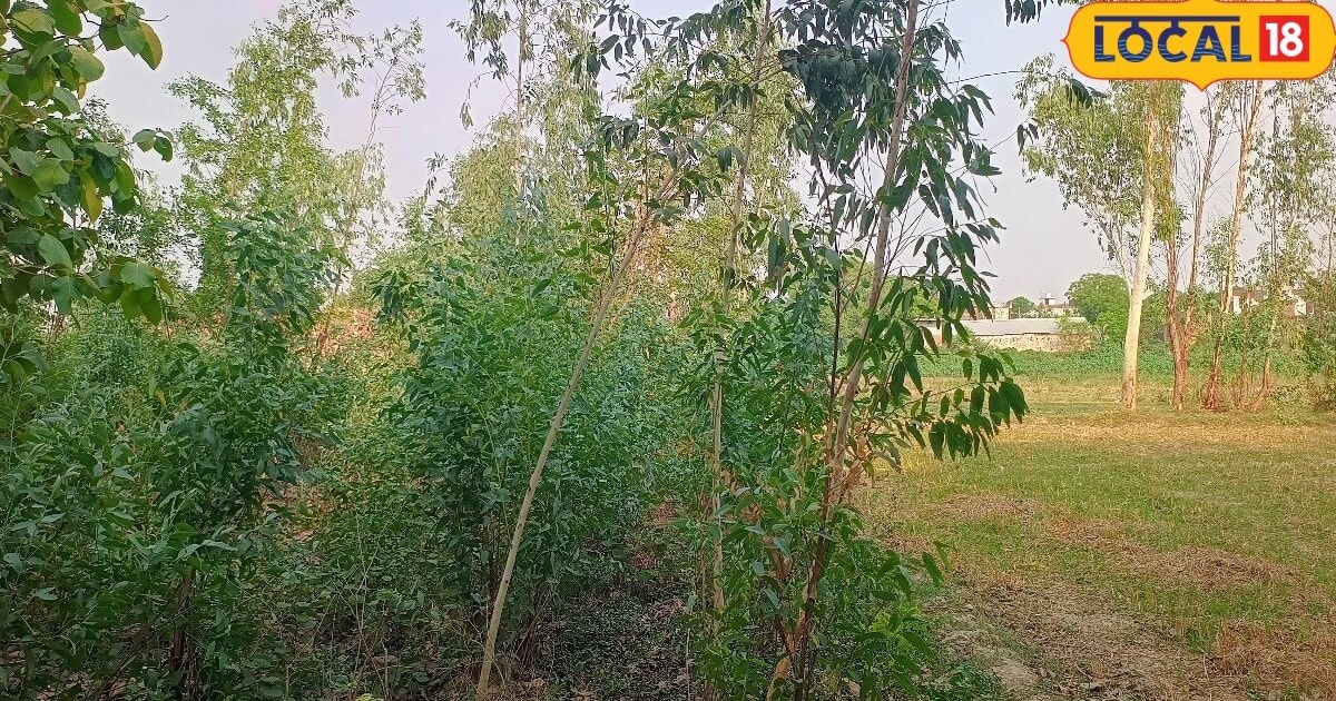 साखू और सागवान की खेती में बड़ा फर्क, पेड़ लगाने से पहले जान लें जरूरी बात, पत्ते से लेकर लकड़ी तक उपयोगी, बाजार में खूब डिमांड कीमत
