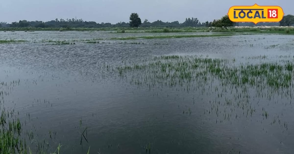 अमेठीः अत्तानगर गांव में पैगा ड्रेन की सफाई न होने से किसानों की फसलें बर्बाद, जलजमाव से किसान परेशान
