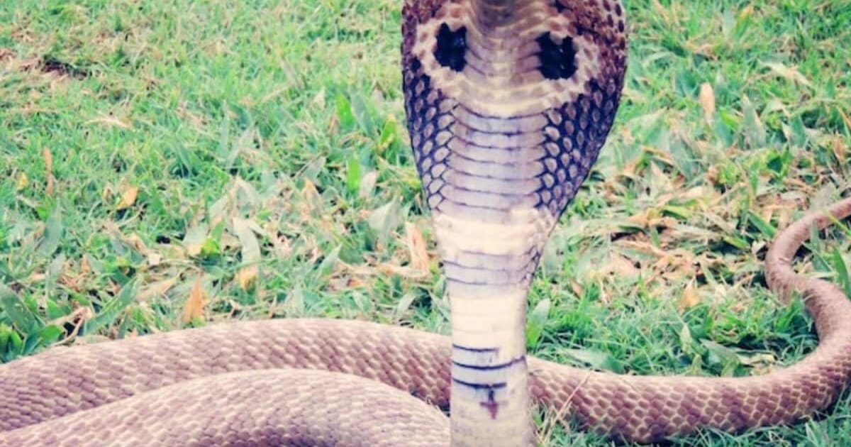 मानसून में सांपों का खतरा, कैसे करें कोबरा की पहचान? जानिए इनके व्यवहार और बचाव के तरीके