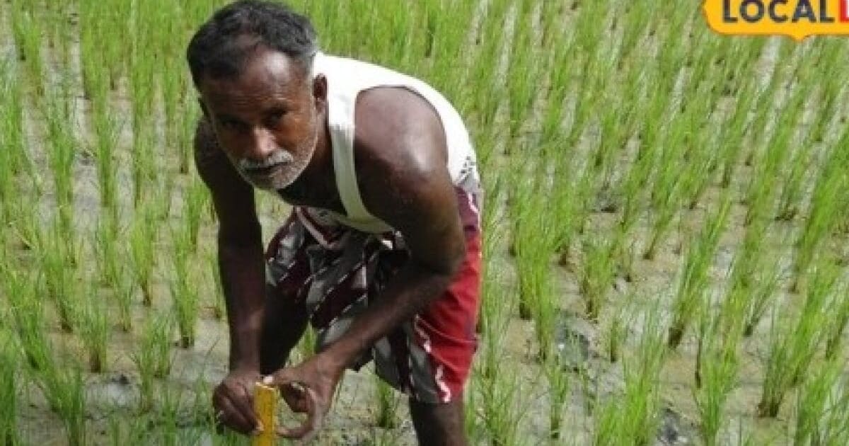 ज्यादातर किसान करते हैं गलती, एक्सपर्ट ने बताया धान की खेती में सिंचाई का सही तरीका