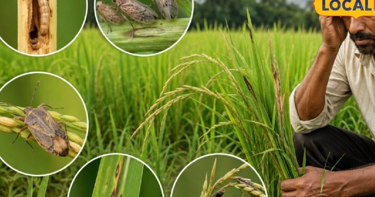 धान में दिखें ये संकेत तो सावधान, 5 समस्याओं से बचाने के लिए तुरंत करें ये काम
