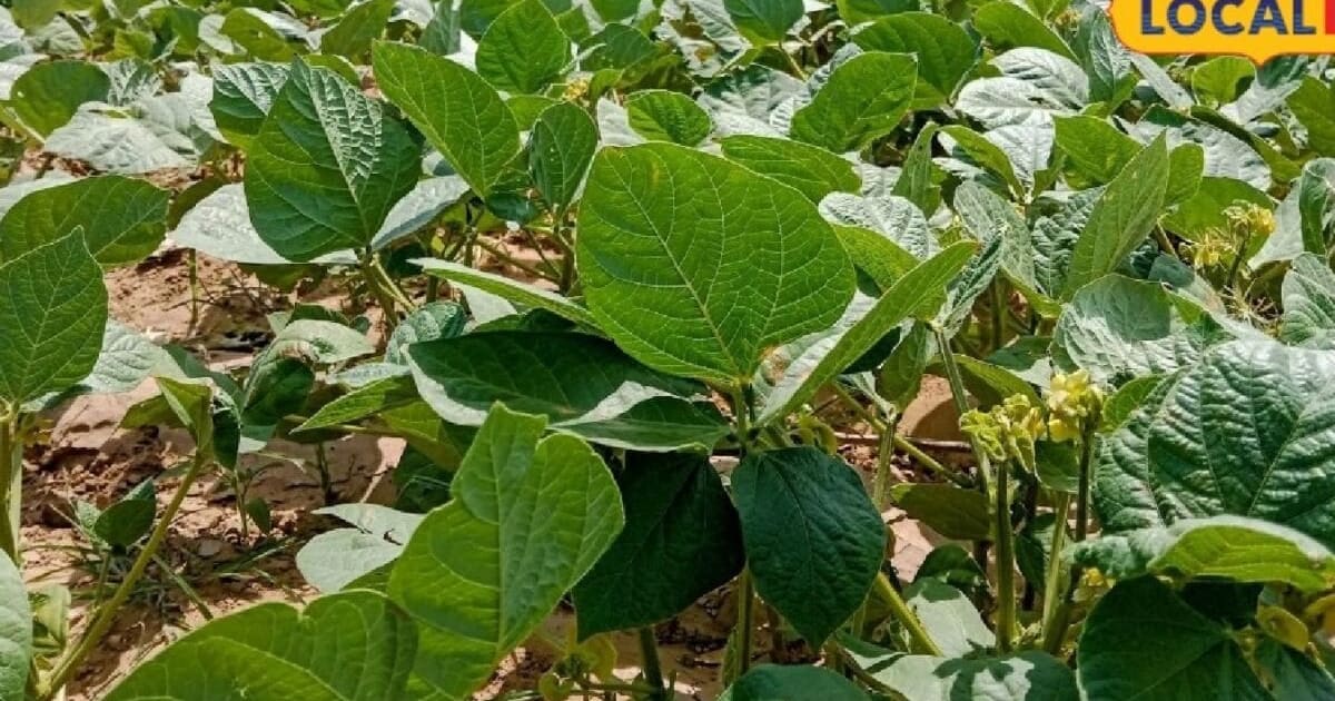 बारिश बनी आफत! किसान परेशान, दलहनी फसल को कैसे बचाएं, कृषि एक्सपर्ट के टिप्स