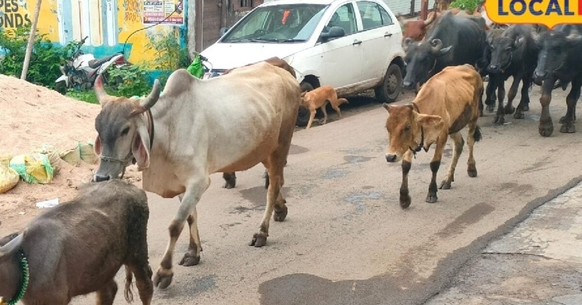 बरसात में सही डाइट से बाल्टी भर-भर दूध देंगी गाय-भैंस, बीमारियां भी रहेंगी दूर