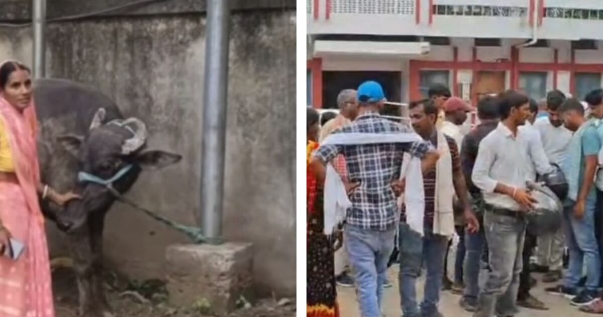 GayaJi News: मालिक कौन? एक भैंस पर दो दावेदार, अब DNA टेस्ट करेगा फैसला