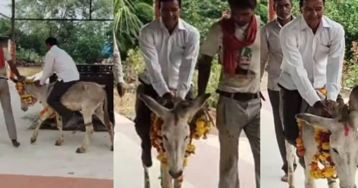 हे इंद्रदेव मान जाओ! शख्स को गधे पर बैठाया और श्मशान की परिक्रमा; इंदौर में बारिश के लिए अजीब टोटका