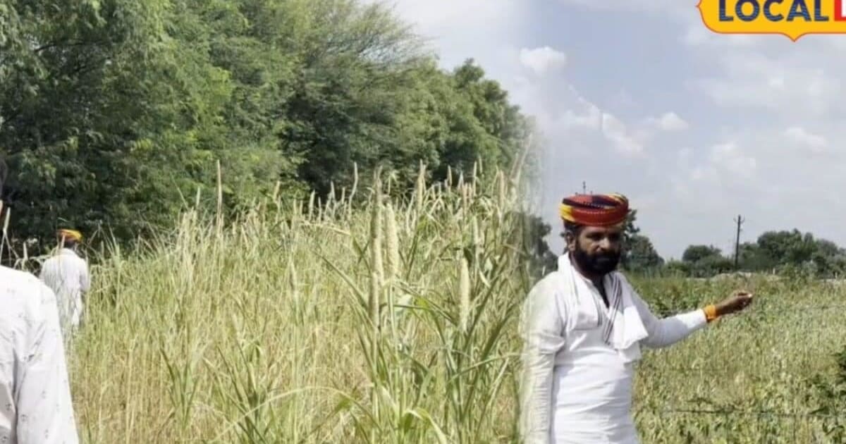 Agriculture Tips: कम बारिश में भी किसानों की बल्ले-बल्ले, बाजरा-मूंग की नई किस्में कम समय में देंगी उत्पादन