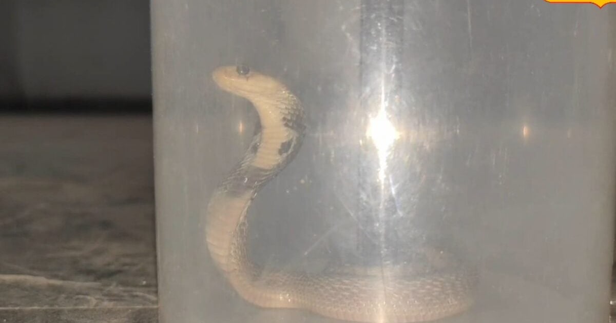 Cobra Snake Rescue: आरा कलेक्ट्रेट में फाइलें खंगाल रहा था 'मौत'! देख कांप उठे अधिकारी, फिर जो हुआ...