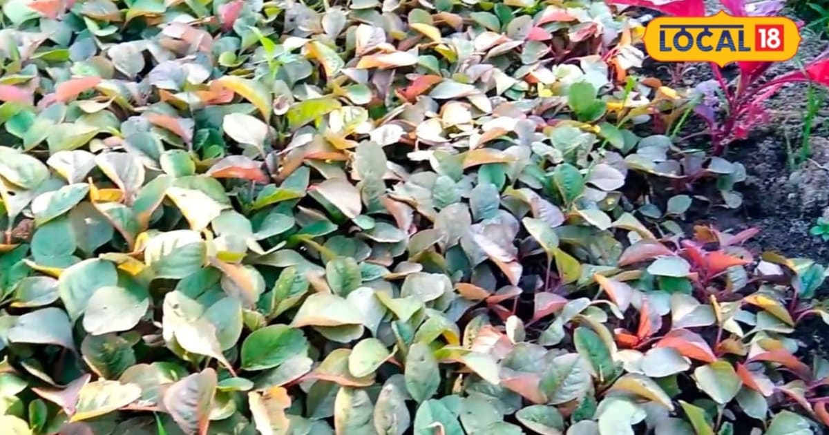 सिर्फ एक बार बुवाई और 3 से 4 बार कटाई, जान लें चौलाई से कमाई बढ़ाने का ये आसान फार्मूला