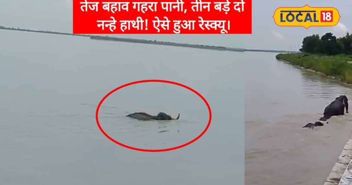 बहराइचः गेरुआ नदी के तेज बहाव गहरे पानी में फंसा हाथियों का कुनबा, ऐसे बची 3 वयस्क 2 नन्हे शावक की जान, वीडियो वायरल