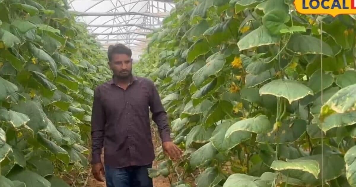 सैलरी वाली नौकरी को कहा अलविदा और खेती ने बना दिया लखपति, खीरे की खेती से साकिर खान की शानदार कमाई