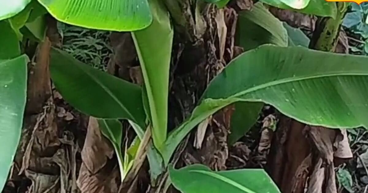 केले की खेती से कमाना है बंपर मुनाफा? जानें वैज्ञानिक डॉ.एसके सिंह का अकेला फॉर्मूला, 35% तक बढ़ेगी पैदावार