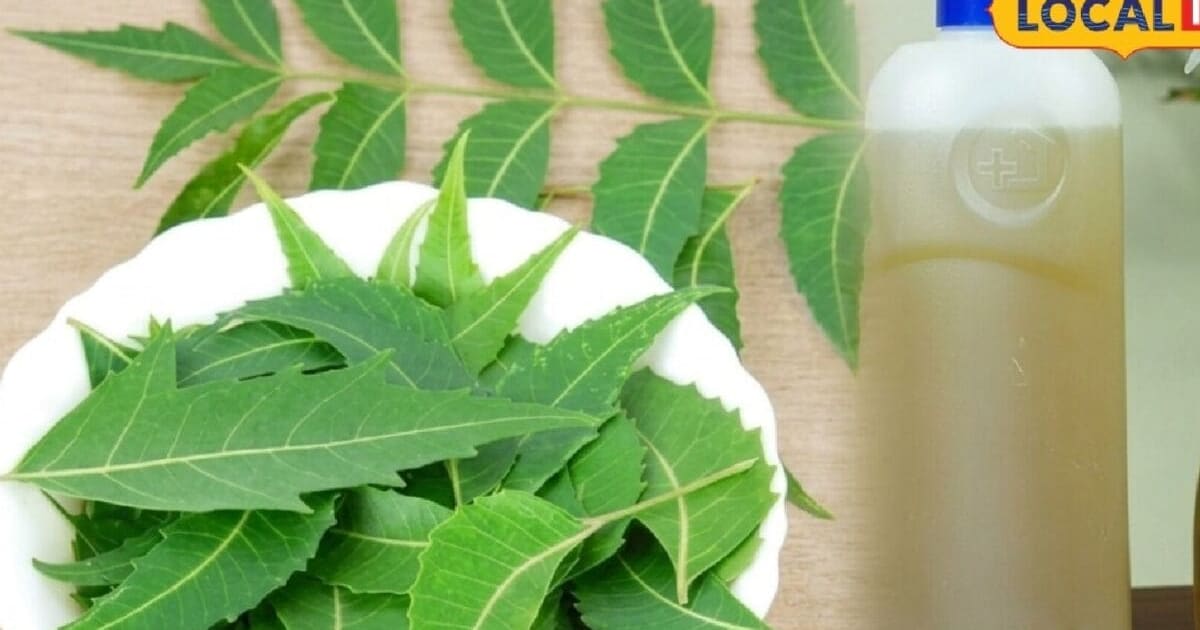 बरसात में कीड़े-मकोड़ों से परेशान? अपनाएं दादी-नानी का ये असरदार देसी नुस्खा