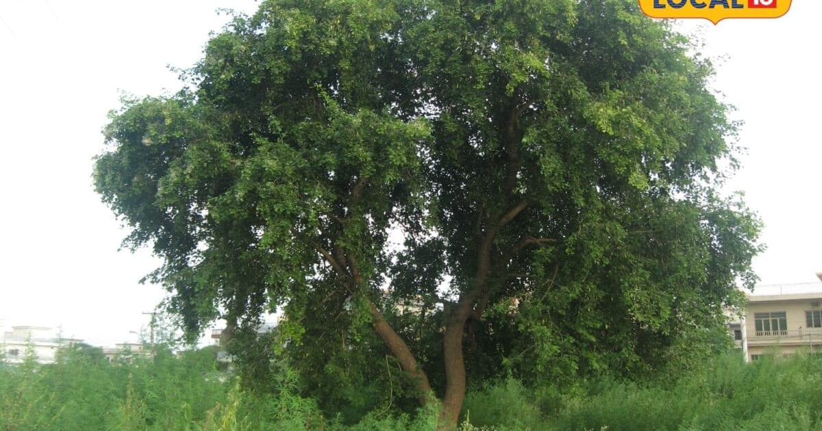 किसान बनना चाहते हैं लखपति तो मानसून के दौरान लगायें ये 12 पौधे, तेजी से होता है विकास, छा जाती है हरियाली