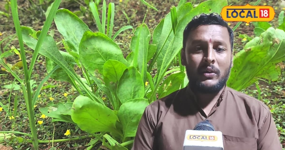 गमले में छेद और 6 घंटे धूप... बस इतना ध्यान रखें! बरसात में घर पर उगेगी ताजी पालक-मेथी, जानें पूरी विधि