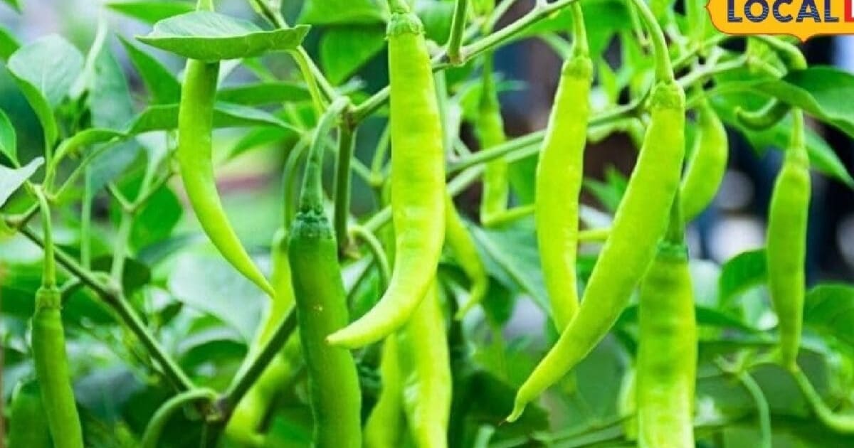 रसोई में रखी हरी मिर्च से उगाएं पौधा, लद जाएगा गमला, एक्सपर्ट से जानें आसान तरीका