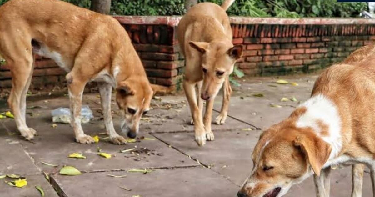 कुत्तों की लड़ाई से भड़का मालिक, उठाई बंदूक और आवारा कुत्ते को मार दी गोली, पुलिस ने किया गिरफ्तार