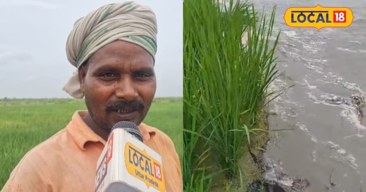 लखीमपुरः कैसे होंगे बेटी के हाथ पीले? शारदा नदी कटान में समा गई 3 एकड़ धान की फसल, बिजुआ ब्लॉक के किसान परेशान