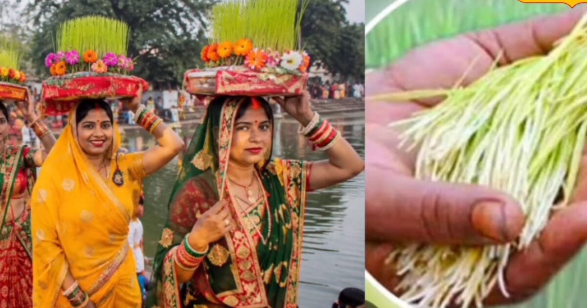 राखी के दूसरे दिन क्यों बांटी जाती हैं कजलियां? आशीर्वाद, भाईचारे और खेती का अनोखा संगम है ये पर्व
