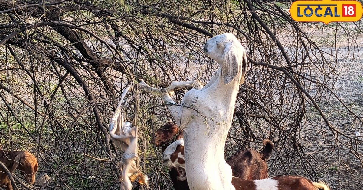 Goat Farming Tips: कम पूंजी में कमाई का शानदार मौका, बकरी पालन शुरू करने से पहले जान लें ये जरूरी बातें