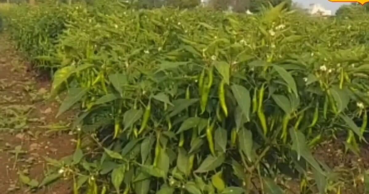 पहले वायरस और फिर भाव ने तोड़ी उम्मीद, किसान ने मिर्च फसल पर चला दिया रोटावेटर