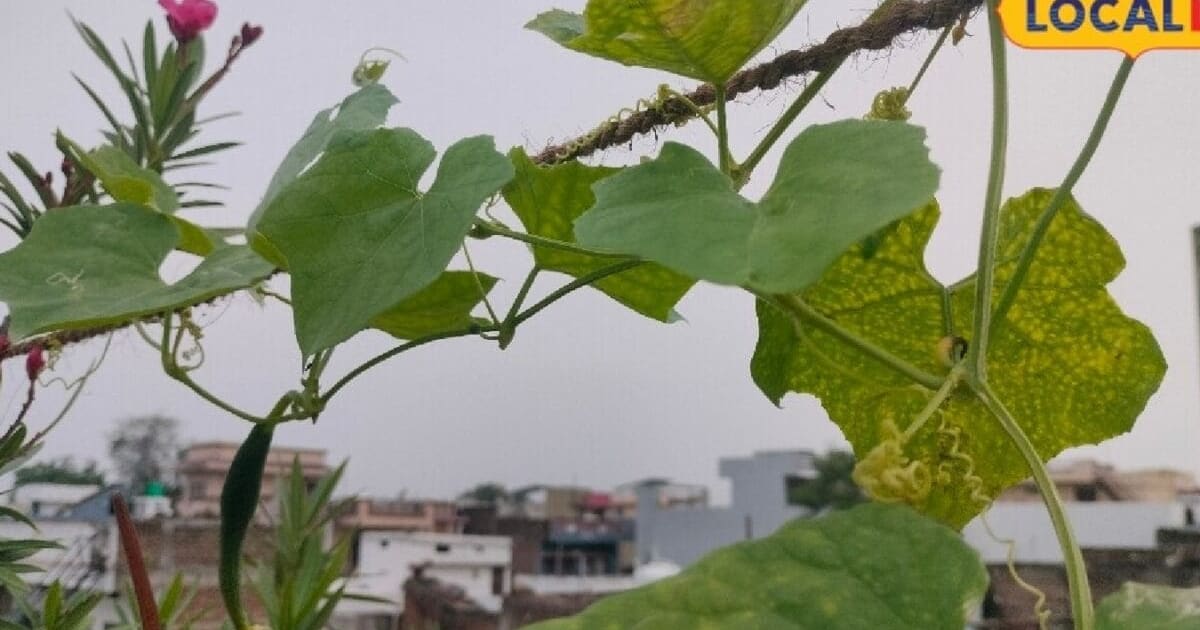 PHOTOS: बाजार से खरीदने का झंझट खत्म, घर पर आसानी से उगाएं ऑर्गेनिक सब्जियां