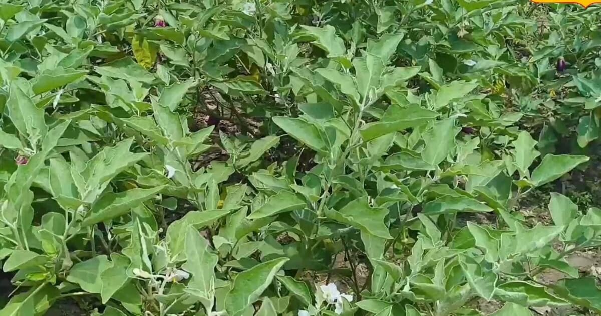 पिता से हुनर सीख अजय ने डेढ़ बीघा में कर दी बैगन की खेती, रोज होती है 2000 की कमाई, जानें