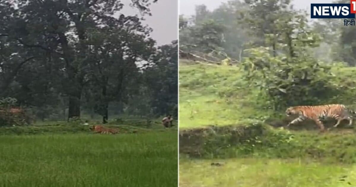 खेतों में मजे से घूम रहा था बाघ, ग्रामीणों ने खदेड़ दिया, देखें Video