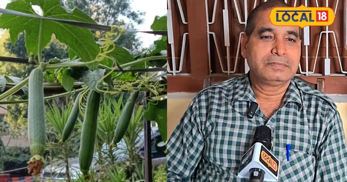तोरई की खेती से दोगुना उत्पादन के लिए दोमट मिट्टी, जैविक खाद, मचान, संतुलित सिंचाई, तब मिलेगी बंपर पैदावार