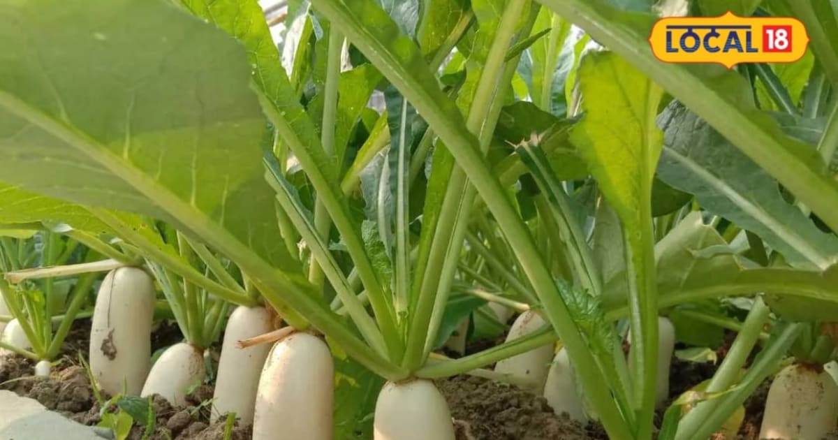 बारिश में मूली की खेती से जल्दी कमाई! 25-45 दिन में फसल तैयार, मिला बढ़ सकता है मुनाफा