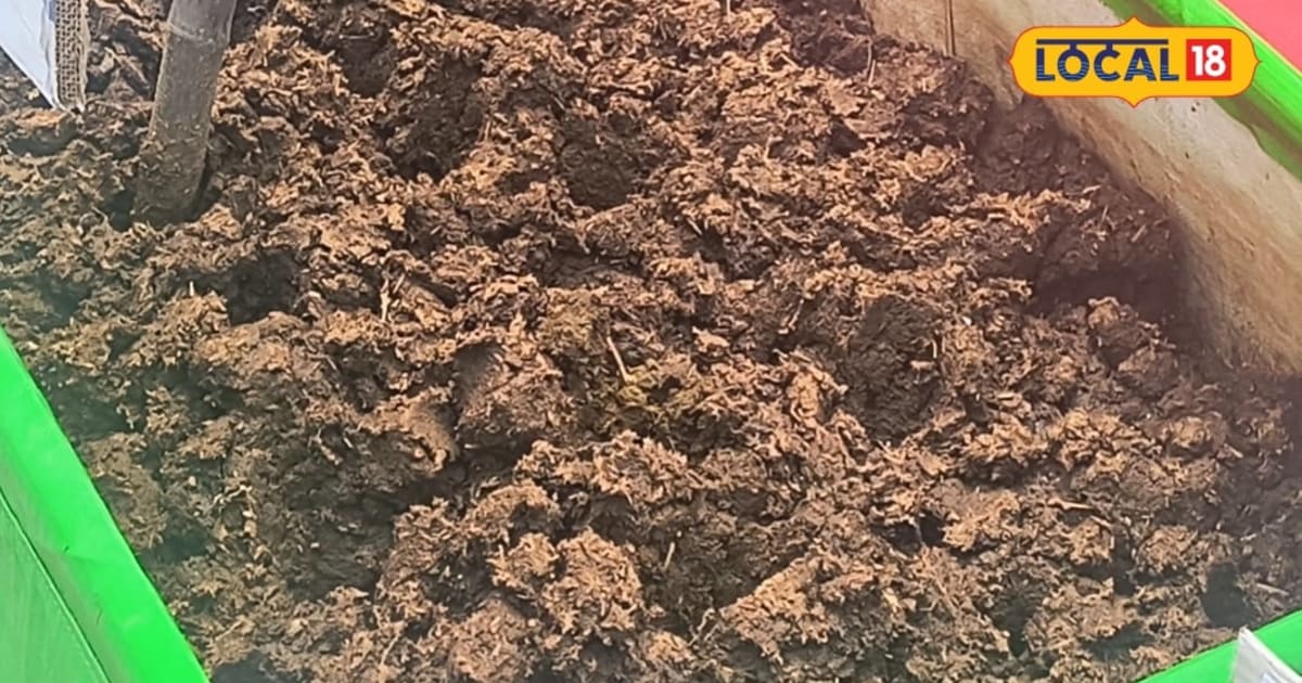 Kisan Tips: खेत में बढ़ानी है मिट्टी की ताकत तो गोबर का ऐसे करें इस्तेमाल, कम लागत में तैयार होगी जैविक खाद