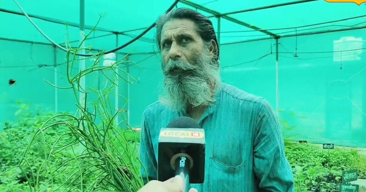 रीवा के जंगल में मिली दुर्लभ 'सोमवल्ली', प्राचीन ग्रंथों में जिक्र, किसानों के लिए बिक्री शुरू
