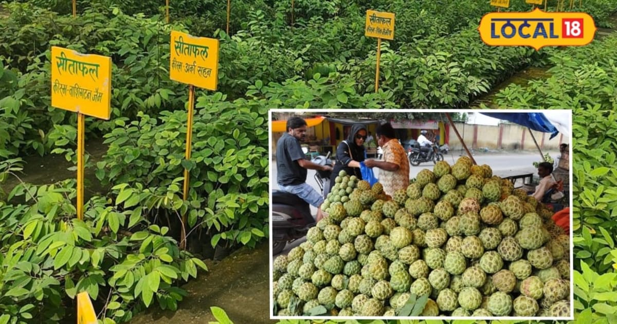 Hyderabad News: बंजर जमीन से बंपर कमाई, तेलंगाना में सीताफल ने बदली किसानों की तकदीर,1 एकड़ से 3 लाख तक मुनाफा