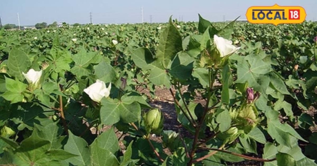 Krishi News: खरीफ की कटाई से पहले किसान जरूर रखें इन बातों का ध्यान, एक गलती से हो सकता है फसल का बड़ा नुकसान