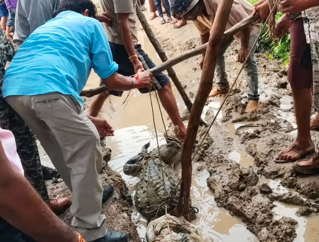 बीजरी गांव में 5 फीट का मगरमच्छ घुसाः 4 घंटे बाद माधव टाइगर रिजर्व टीम ने पकड़ा