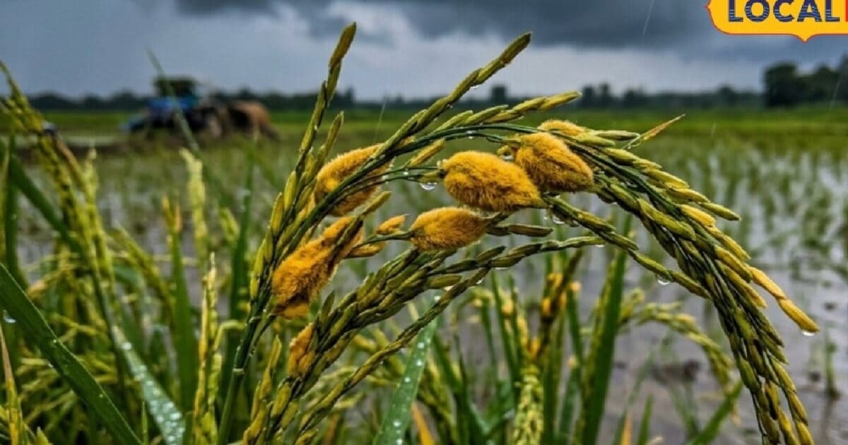 सितंबर की बारिश में धान पर बड़ा खतरा, बालियों में दिखें ये लक्षण तो सावधान, जानें बचाव के टिप्स