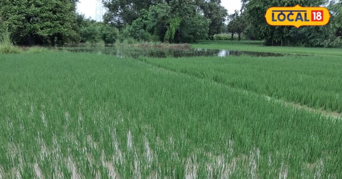 विंध्य में बारिश का कहर, धान की जड़ों में सड़न का खतरा, किसान सलाहकार ने बताए बचाव के 5 उपाय