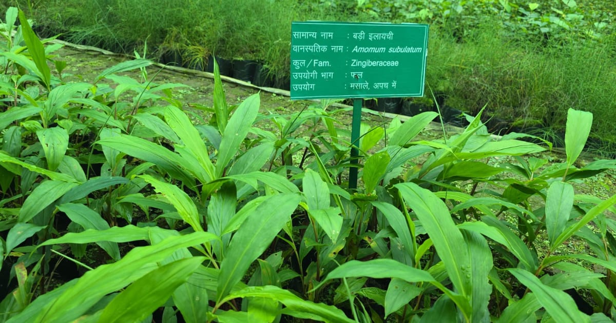 बड़ी इलायची की खेती बनेगी काश्तकारों के लिए रोजगार का नया माध्यम