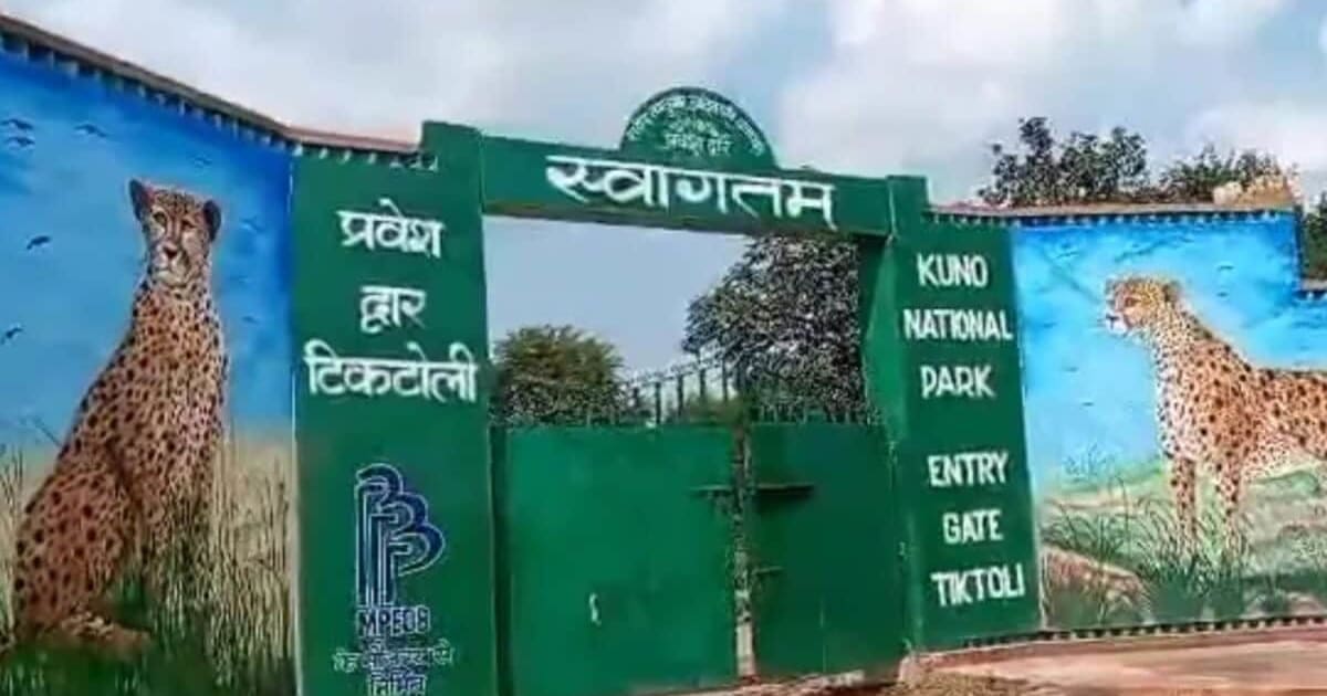 कूनो नेशनल पार्क में बहार..चीतों की संख्या बढ़कर हुई 52, देखभाल के लिए 400 चीता मित्र, पर्यटकों की उमड़ रही भीड़