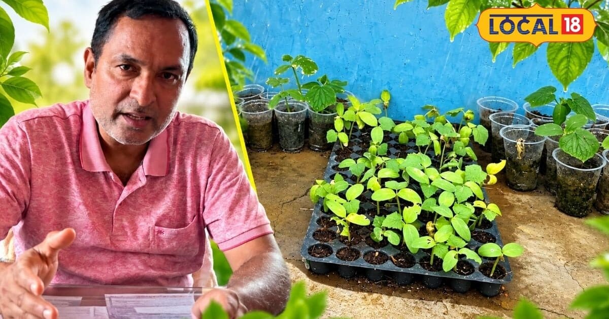 लौकी-खीरा की खेती में नहीं होगा नुकसान, बारिश में जलभराव से बचाएगी कृषि वैज्ञानिक की ये तकनीक, बढ़ेगा उत्पादन