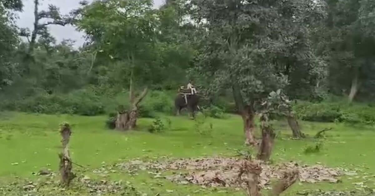 बालाघाट में बाघों का बढ़ता आतंक, 8 लोगों पर हमला 6 की मौत, विधायक मधु भगत ने सीएम मोहन यादव से की चर्चा