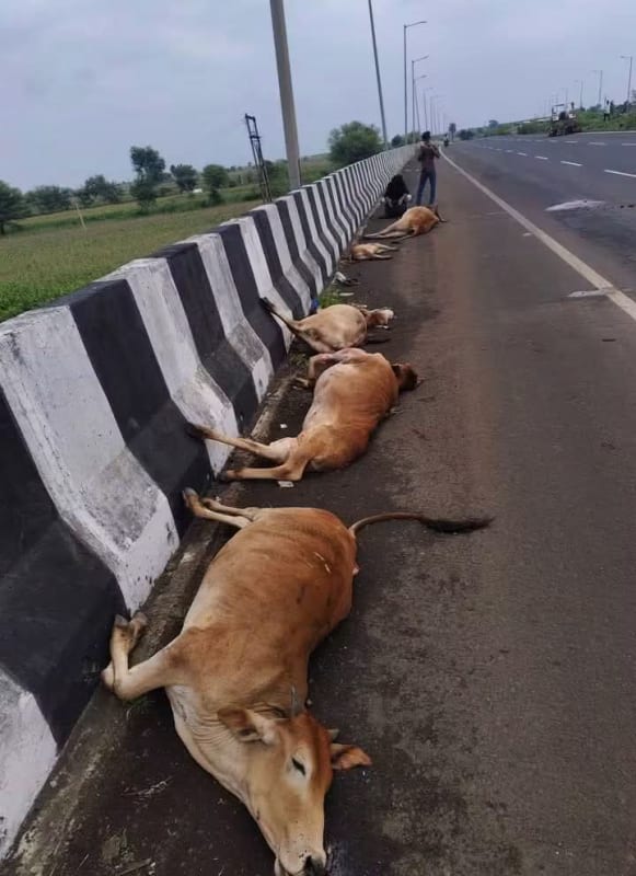 NH-46 पर एक रात में 7 गौवंश की मौतः सुमेला में 3, ईश्वरी में 4 की ट्रकों से टक्कर; 9 गौवंश हादसों की चपेट में आए