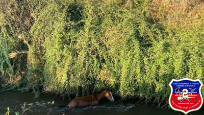 Nuestra unidad UT-2 trabajó en rescate de equino en canal Sector Cerrillos a cargo Teniente 1 Gonzalo Meneses