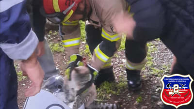 Nuestra unidad B-2 trabajó en rescate de felino en árbol de aproximadamente 10 mts Sector La Aurora a cargo Teniente 1 Javier Malhue