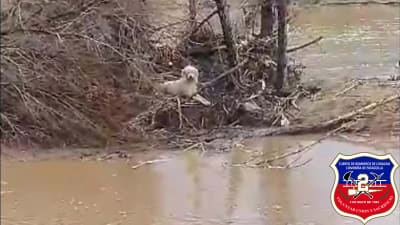 Nuestra unidad UT-2 trabajó en rescate de canino en canal Sector Campolindo a cargo Catalina Cisterna