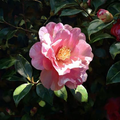 Camellia
