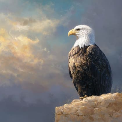 Bald Eagle
