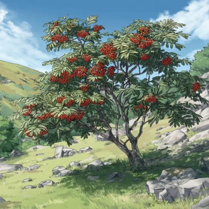 Mountain Ash