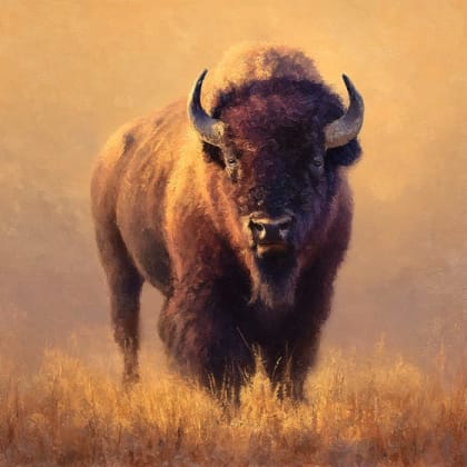 Bison