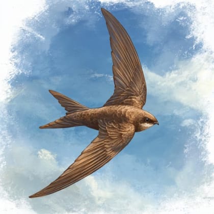 Common Swift